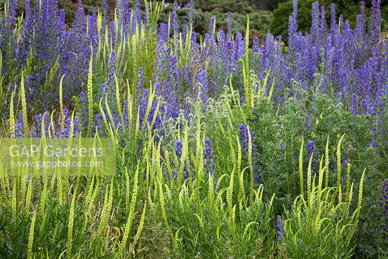 Reseda luteola and Echium vulgare - Weld, Dyer's Rocket with Viper's bugloss. 