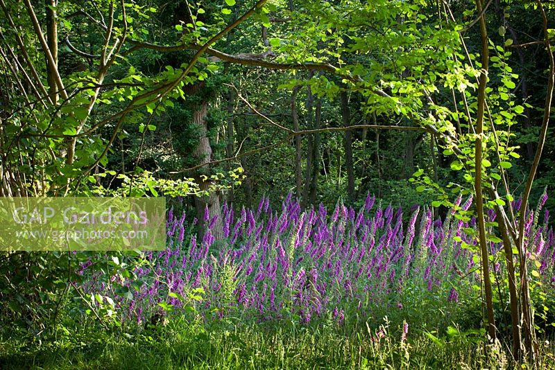 Digitalis purpurea - Foxgloves in a woodland clearing, East Sussex. 