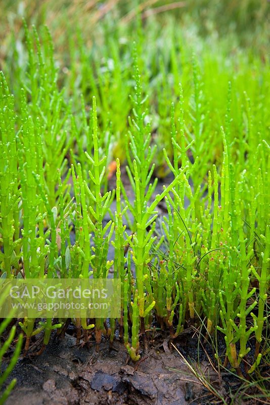 Salicornia europaea - Common Glasswort, Marsh Samphire, growing wild on the salt marsh at Stiffkey, Norfolk. 