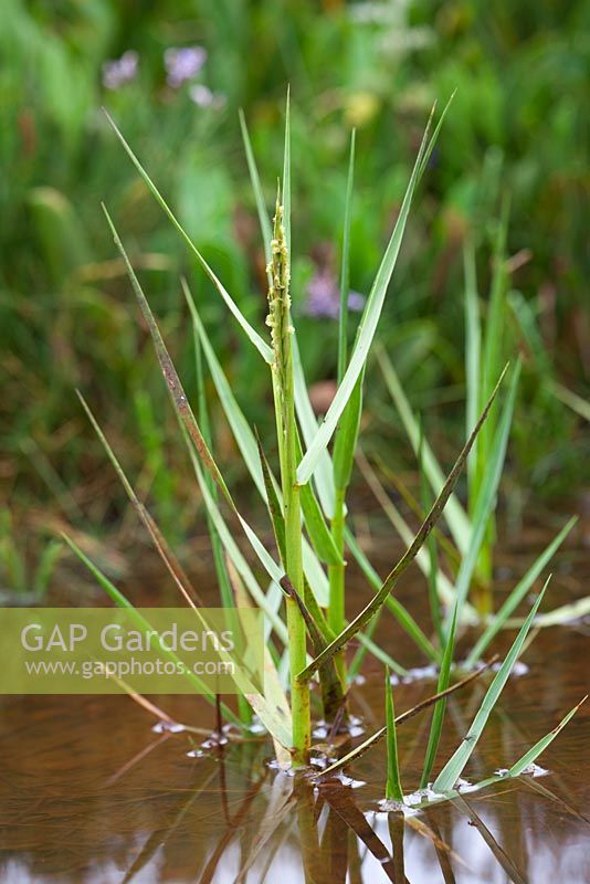 Spartina anglica - Common Cord Grass, growing wild on the salt marsh at Stiffkey, Norfolk 