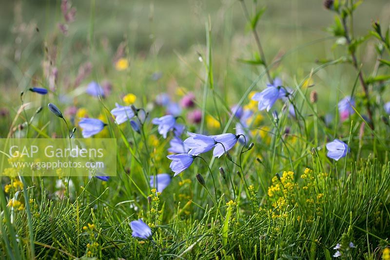 Campanula rotundifolia, Trifolium pratense and Galium verum - Scottish Bluebell, Harebell, Red and White Clover and Lady's Bedstraw on South Harris, Outer Hebrides. 