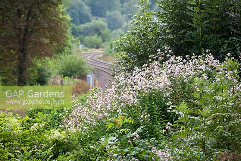 Saponaria officinalis - Soapwort growing wild by a railway line in the Stroud Valley.  Night scented and attractive to moths