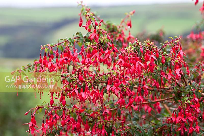 Fuchsia. A cultivar of F. magellanica, F. 'Riccartonii' also known as F. magellanica var. macrostema, a non-seeding widespread naturalised shrub with fatter buds and wider sepals - naturalised in Cornwall as a laneside hedge