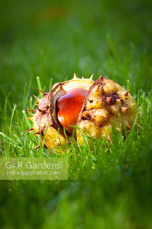 Aesculus hippocastanum. Conkers with casing fallen onto lawn.  Common Horse Chestnut