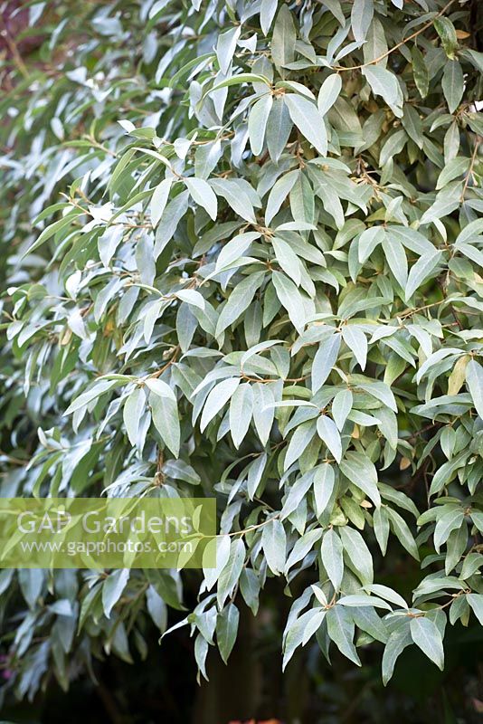 Elaeagnus angustifolia 'Quicksilver' syn. Elaeagnus angustifolia Caspica Group. Oleaster.