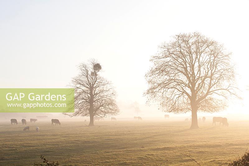 Viscum album - Mistletoe growing on  trees on a misty winter's morning in Gloucestershire. 