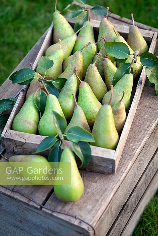 Pyrus communis 'conference' Rustic wooden tray filled with pears. September.