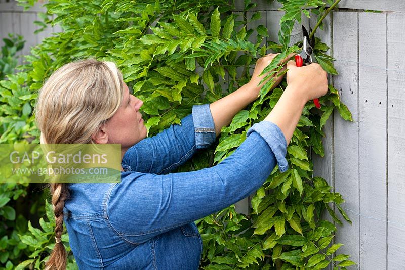 Woman pruning long new Wisteria shoots from current year's growth in August to maintain shape and encourage more flowers.