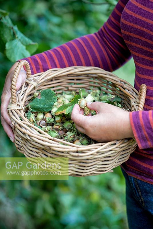 Woman holding a basket full of foraged hazelnuts in Autumn.