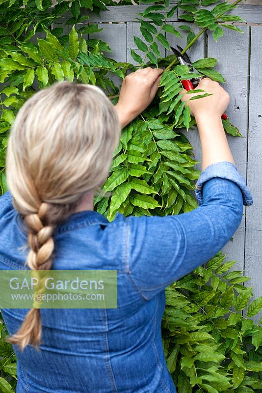 Woman pruning long new Wisteria shoots from current year's growth in August to maintain shape and encourage more flowers.
