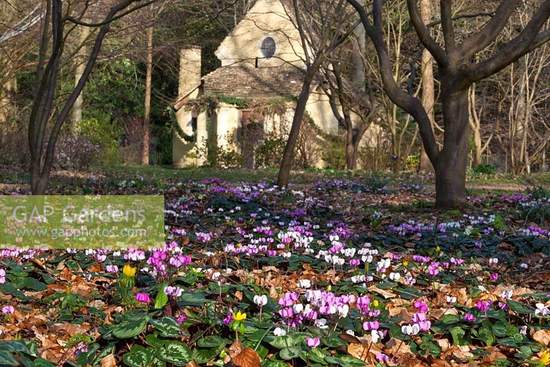 Cyclamen - coum and the Sanctuary in the Arboretum, Highgrove Garden, March 2014 