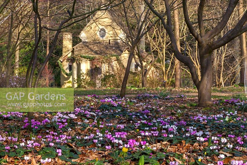 Cyclamen coum and the Sanctuary in the Arboretum, Highgrove Garden, March 2014