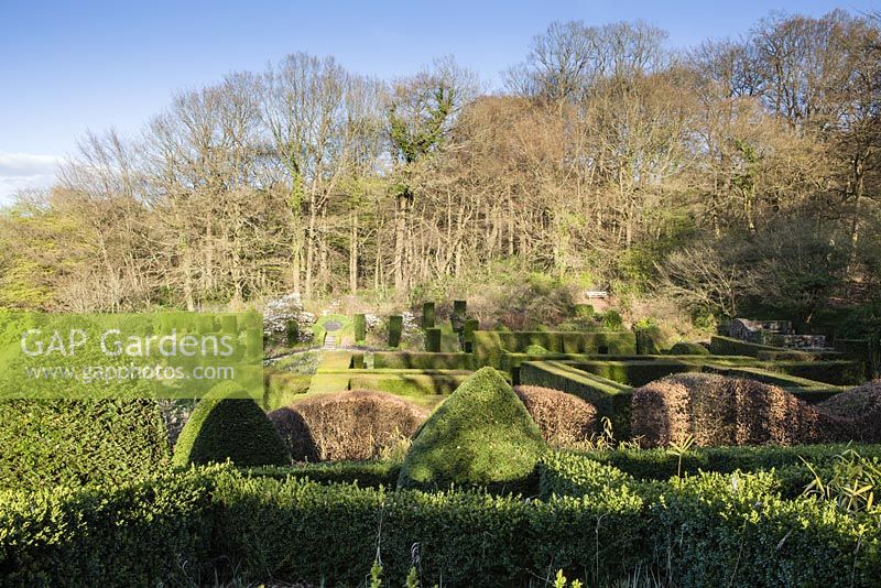 View over the Hedge Gardens and the Grasses Parterre to the Wood. Formal hedges and columns of clipped  Taxus baccata. Wave -form hedge of Beech. Magnolia stellata. Foreground hedges of Buxus sempervirens abd clipped mounds of Taxus baccata. Veddw House Garden, Monmouthshire, Wales. April 2014. 