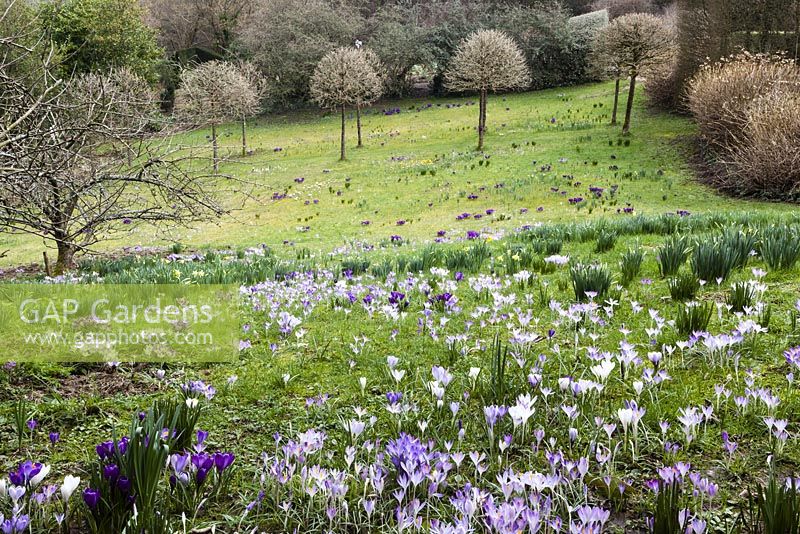 Spring bulbs in The meadow. Mostly Crocus tommasinianus in foreground. Emergeing foliage of narcissus. View to avenue of Corylus colurnaMarch 2014. 
