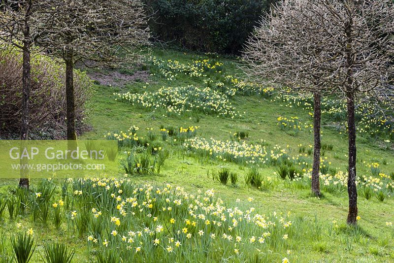 Spring bulbs in The meadow. Mixed Narcissus. Corylus colurna grown as standards with heads clipped into lollipop. March 2014. Veddw House Garden, Monmouthshire, Wales. 