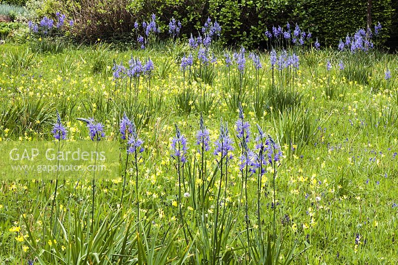 Meadow planted with Camassia subsp leichtlinii  Caerulea Group and Primula veris - cowslips and Hyacinthoides non scripta.Veddw House Garden, Monmouthshire, Wales. May 2014. Garden designed and created by Anne Wareham and Charles Hawes