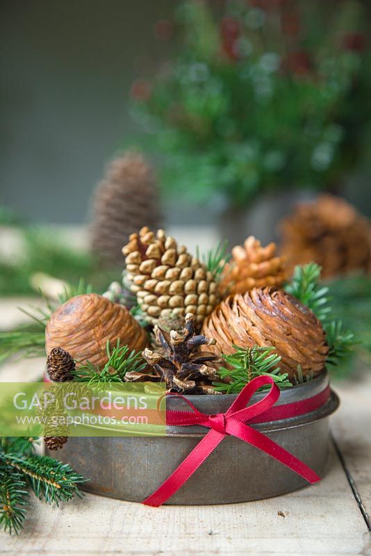 A variety of cones in a metal tin with a red ribbon. Cedar, Pine, Larch and Alder