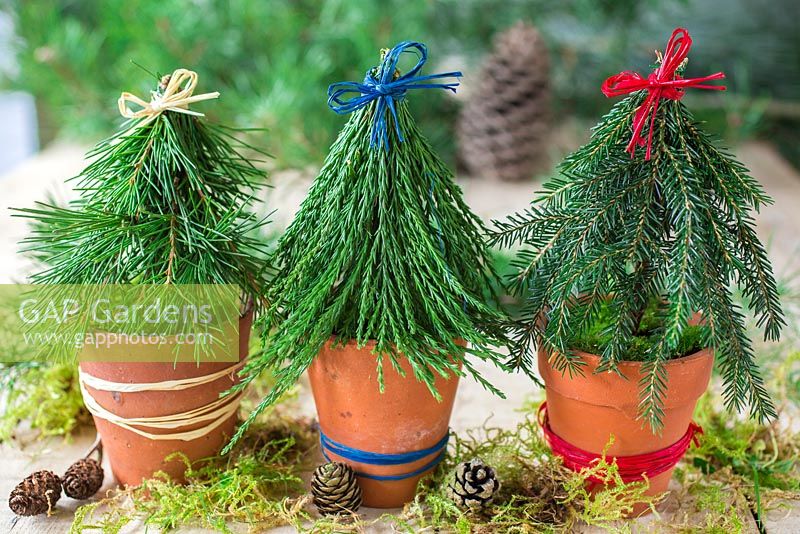 Miniature christmas trees made with foliage of Sequoiadendron giganteum and Pine trees.