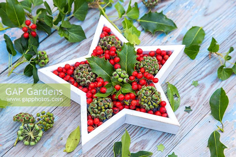 White christmas star containing Ilex aquifolium and Hedera seed heads, accompanied with foliage on a vintage table