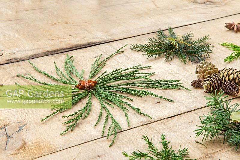 A variety of Christmas stars, made from foliage of various evergreen trees. Sequoiadendron giganteum and Pinus.