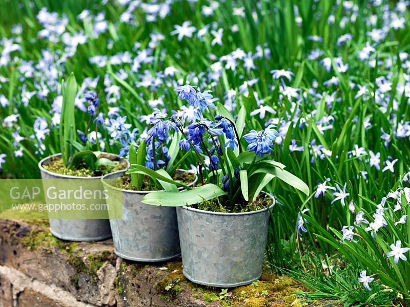 Galvanised containers of Scilla siberica, set in front of a carpet of naturalised Chionodoxa forbesii.