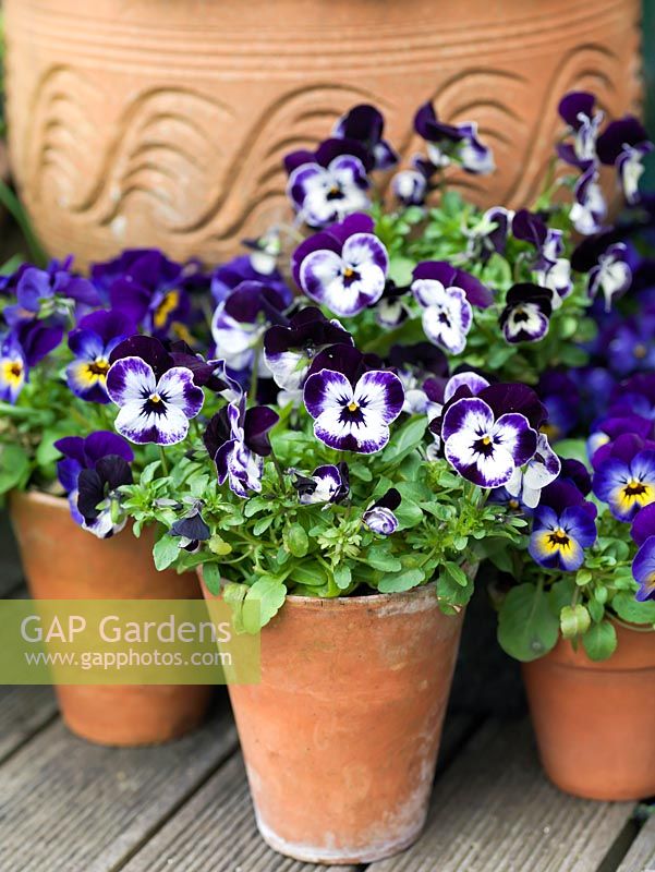 Bi-coloured pansies in a blue themed spring display.
