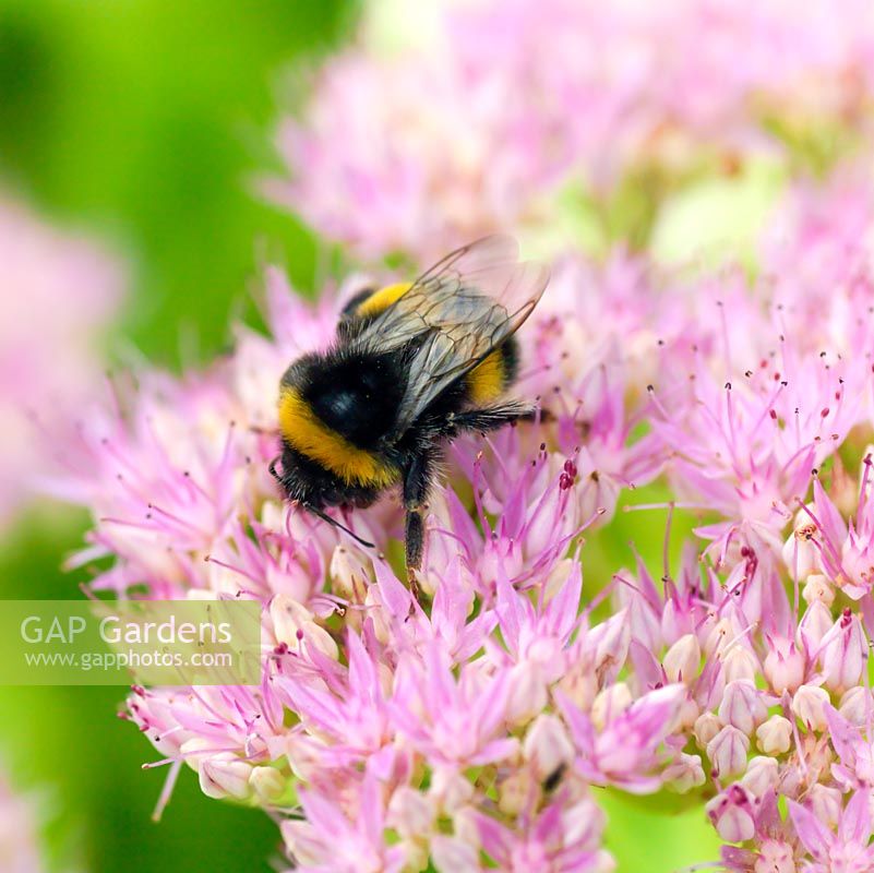 Bumble bee feeds on nectar in the tiny pink flowers of Sedum spectabile 
