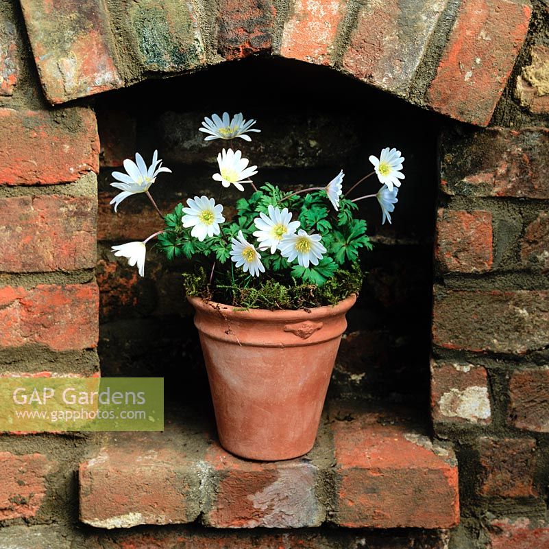 Anemone blanda 'White Splendour' in modern terracotta pot in brick niche.