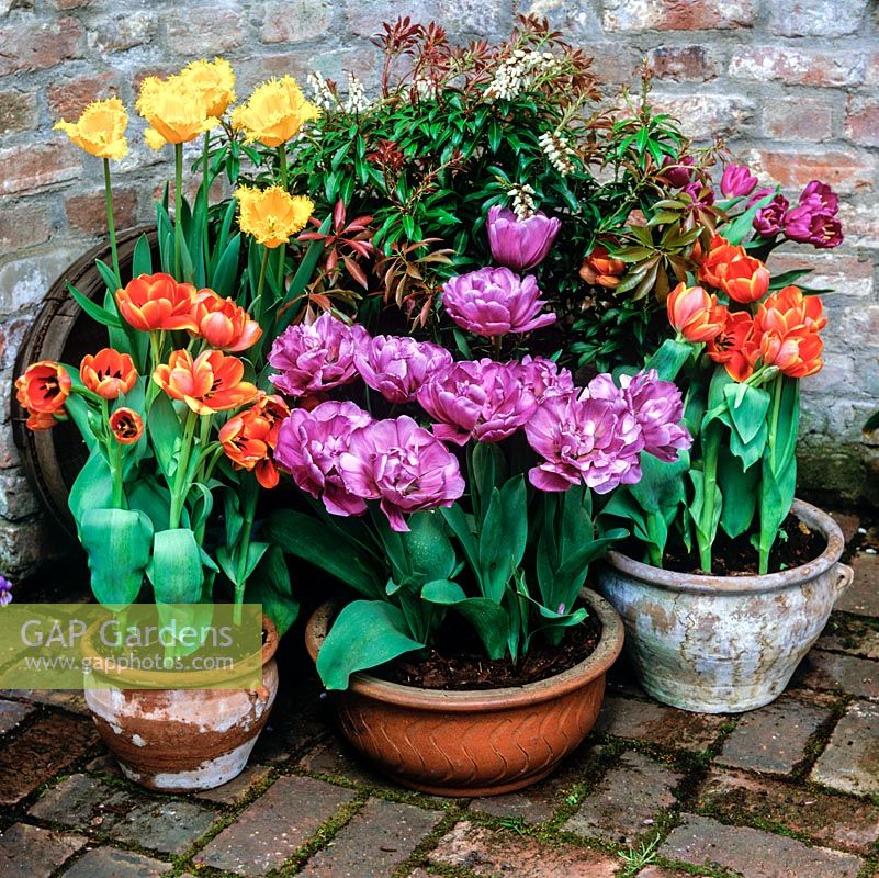 Spring pots of tulips - frilly yellow Hamilton, bluish mauve Blue Diamond and Orange Princess. Pieris.
