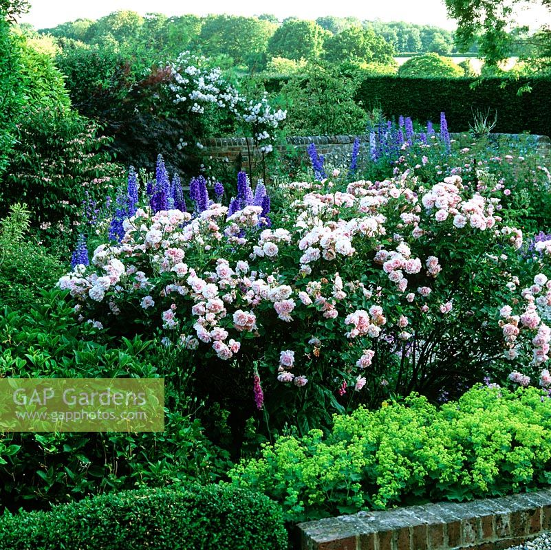 Rosa Felicia by Pacific Hybrid delphinium, box hedge and alchemilla. Behind, on arbour Rosa Cecile Brunner. Pink Viburnum plicatum Pink Lady.