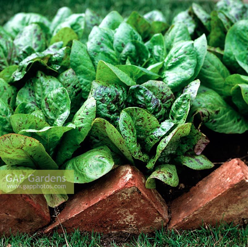 Bed of lettuce edged in red bricks turned on end, at an angle.
