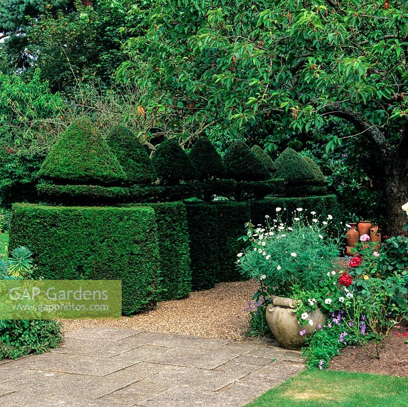 Ancient yew topiary, always known as The Seven Virgins but, there are eight flanking a gravel path.