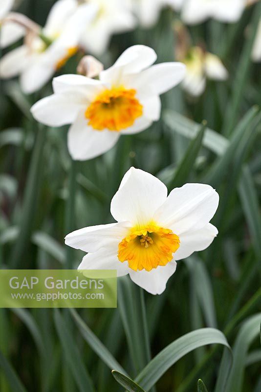 Narcissus 'Jersey Lace'