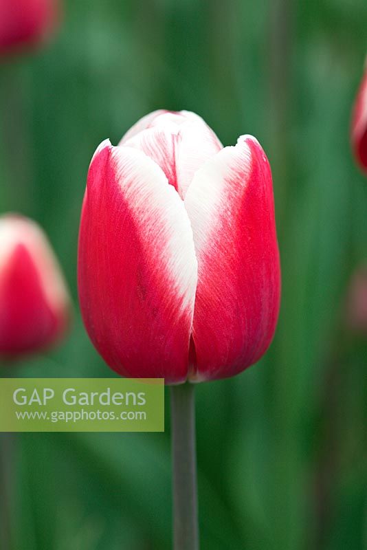 Tulipa 'Timeless'