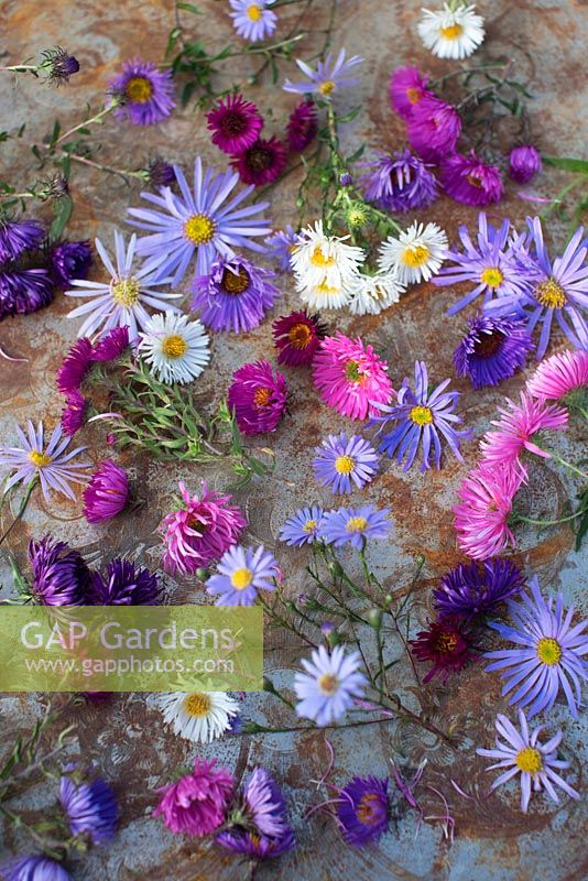 Mixed aster flowers on antique tray