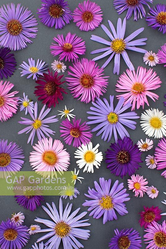 Mixed aster flowers on grey background