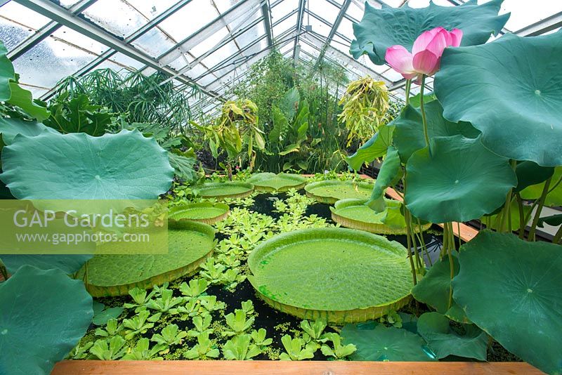 The Tropical Wetlands house at Cambridge Botanic Gardens with Victoria cruziana and Nelumbo nucifera