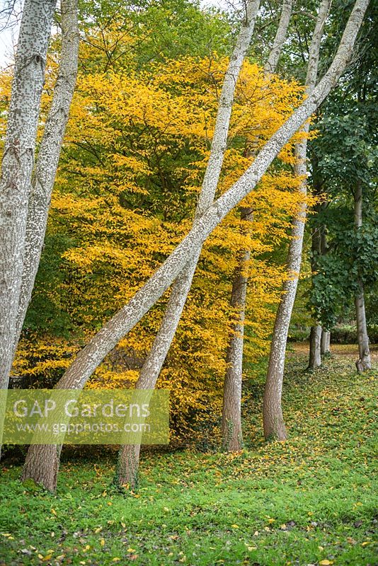 Populus alba. Bark in autumn against yellow autumn leaves. October