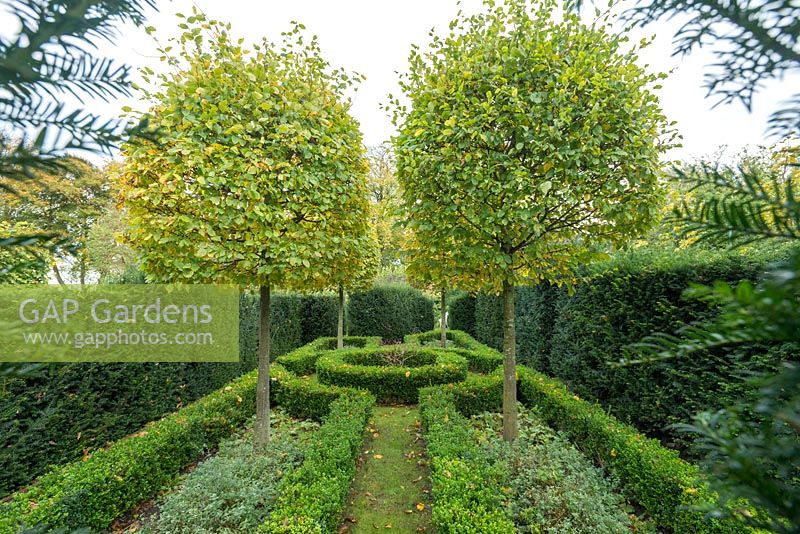 Topiary hornbeam trees in formal garden with yew hedges and box edging