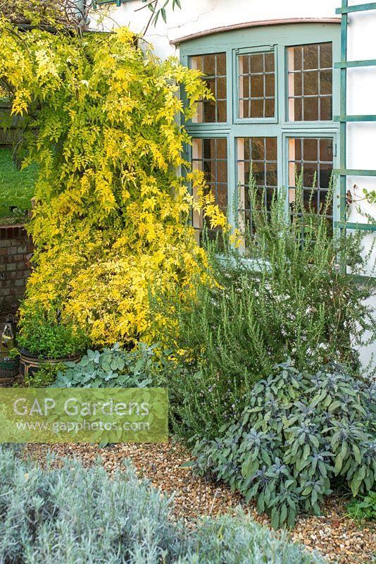 Jasminum officinale 'Aureum' next to window with rosemary, salvias and lavender in autumn