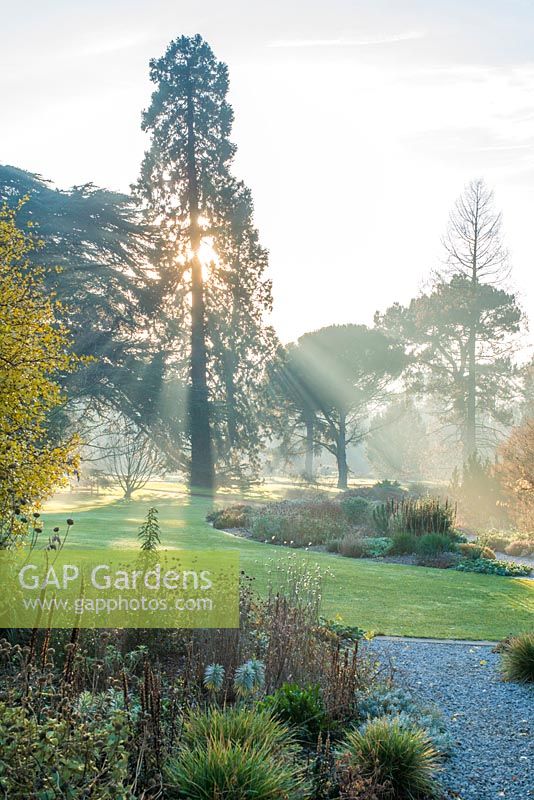 View of Mediterranean beds in Cambridge Botanic Gardens with conifers in background and Sun filtering through Sequoiadendron giganteum