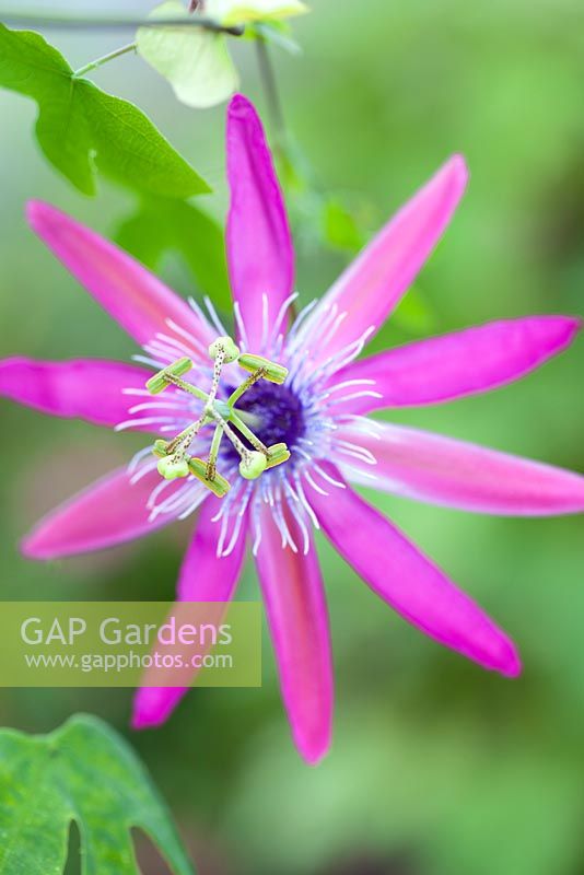 Passiflora 'Brittany', Passion flower. Shrub, September. Close up portrait of single pink star-shaped flower.