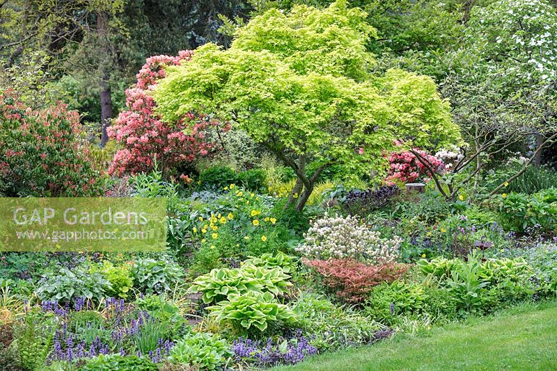 Spring border with Acer palmatum 'Aureum' at Foggy Bottom, The Bressingham Gardens, UK. May.