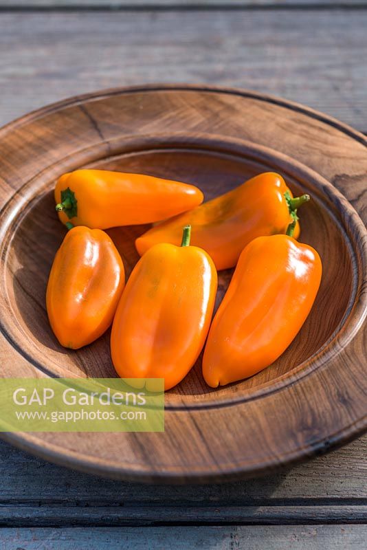 Capsicum annuum 'Snackor' orange - sweet peppers 