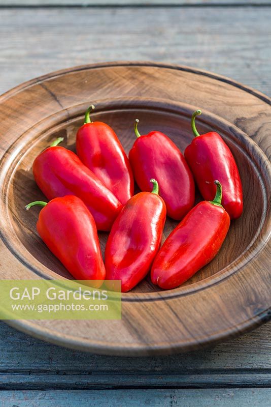 Capsicum annuum 'Snackor' red peppers 