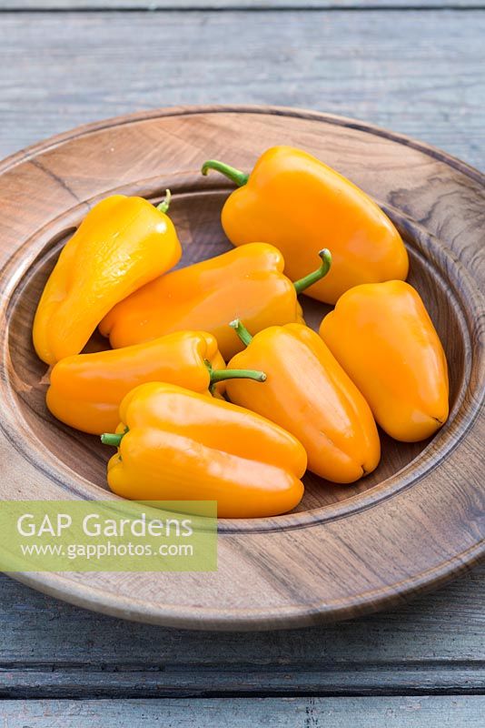 Capsicum annuum 'Snackor' yellow sweet peppers 