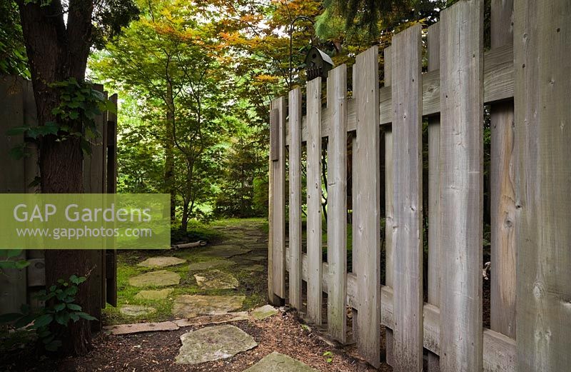 Opened wooden fence gate and flagstone path leading to backyard garden with Cedrus - Cedar and Picea 'Colorado Blue' - Spruce trees in summer, Quebec, Canada