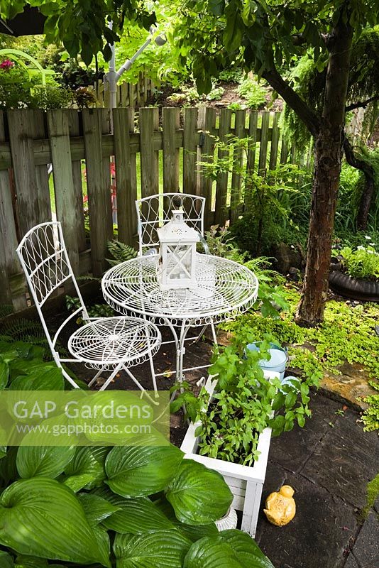 Hosta sieboldiana elegans and white metal bistro table and chairs beneath a Malus - Apple Tree in backyard garden in summer, Quebec, Canada