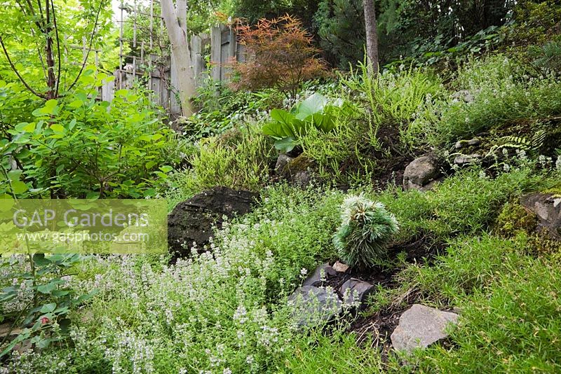 Wild Thymus - Thyme plants, Cotinus - Smoke Tree and Acer palmatum 'Red Pygmy' - japanese dwarf maple tree in backyard garden in summer, Quebec, Canada