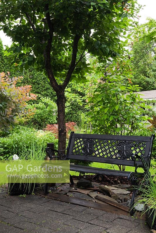 Garden bench beneath a Prunus - Cherry tree and planters with Allium schoenoprasum - Chives in backyard garden in summer, Quebec, Canada